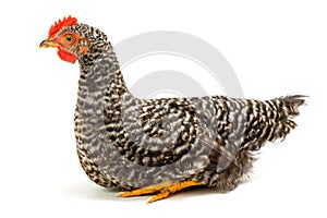 Mid-sized pullet sitting on white photo