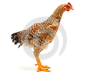 Mid-sized pullet standing on white