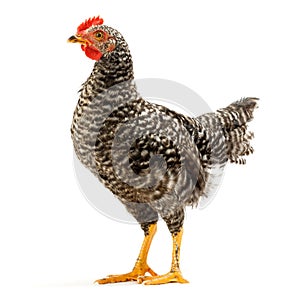 Mid-sized pullet standing on white photo