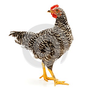 Mid-sized pullet standing on white photo