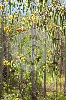 In mid-spring, picturesque poplar seeds hang like earrings from tree branches in parks and squares