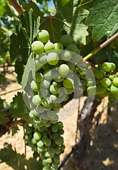 Mid Summer grapes in the vineyard