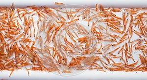 A mid-water trawl catch of Antarctic Krill,