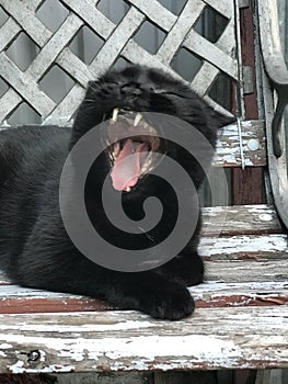 Mid-Yawn Majesty – A Black Cat's Candid Moment