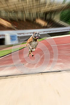 Midair capture of a boxer training to jump