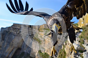 midair eagle with clear view of eye detail, high cliffs in the distance