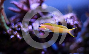 Midas Blenny - Ecsenius midas