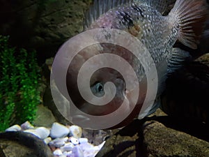 midas cichild fish in freshwater aquarium
