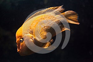 Midas cichlid Amphilophus citrinellus.