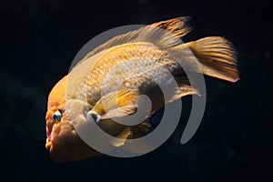 Midas cichlid Amphilophus citrinellus.