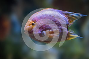 Midas Cichlid - Freshwater Fish