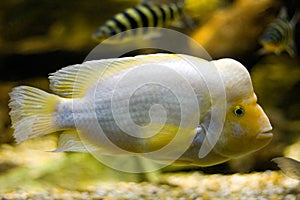 Midas Cichlid (Cichlasoma Citrinellum) photo