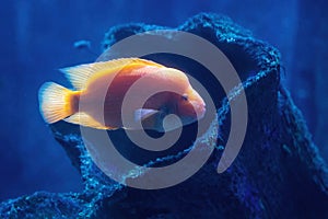 Midas Cichlid - Freshwater Fish