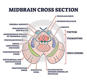 Midbrain cross section with labeled brain structure parts outline diagram