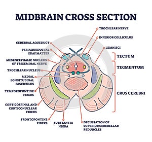 Midbrain cross section with labeled brain structure parts outline diagram photo