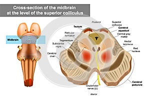 Midbrain or mesencephalon anatomy illustration.