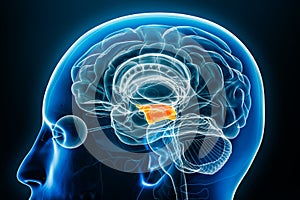 Midbrain or mesencephalon x-ray profile close-up view 3D rendering illustration with body contours. Human brain anatomy, medical,