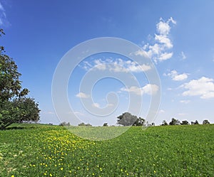 Midday on blossoming hills