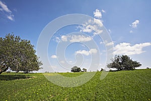 Midday on blossoming hills photo