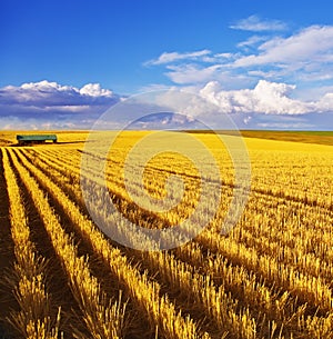 The midday on fields of Montana