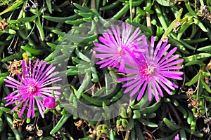 Midday flower with pink blossom