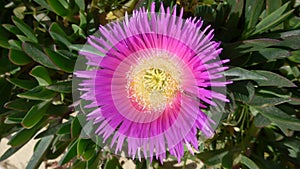 Midday flower with pink blossom, aizoaceae, close-up of the blossom of a pink midday flower photo