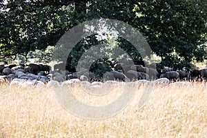 In the midday heat, sheep crowd in the shade