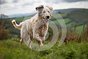 Midday Sheepdog Herding in Green Pasture