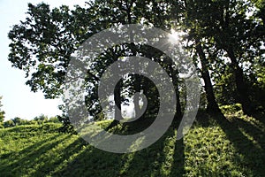 Midday summer landscape with oaks against the sun. Trees casting shadow in park