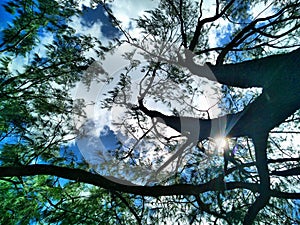 Midday sun fickering between casuarina tree branches. Nightcliff, Darwin NT Australia.