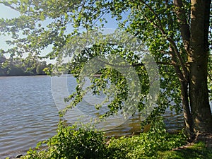 Midday Sun Over Wellesley Pond