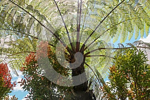 The midday sun shines through the crown of the tropical tree Cyathea Arborea. Sun rays pass through the branches of West Indian photo