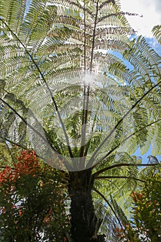 The midday sun shines through the crown of the tropical tree Cyathea Arborea. Sun rays pass through the branches of West Indian