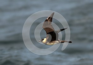 Middelste Jager, Pomarine Skua, Stercorarius pomarinus