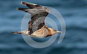 Middelste Jager, Pomarine Skua, Stercorarius pomarinus photo