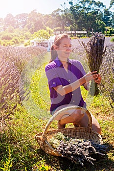 Middle age woman picking lavender flowers to a basket.
