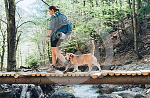 Middle-aged backpacker female with a backpack in trekking boots crossing mountain river bridge in the forest with her beagle dog.