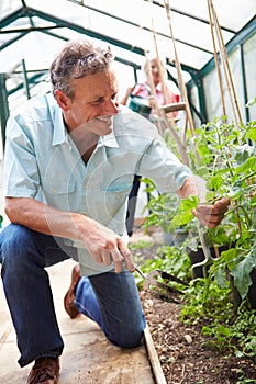 Middle Aged Couple Looking After Tomato Plants In Greenhouse