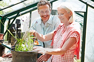 Middle Aged Couple Working Together In Greenhouse