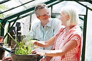 Middle Aged Couple Working Together In Greenhouse