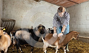 Middle aged european male farm worker feeding goats photo