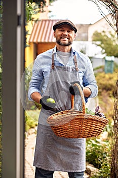 A middle-aged European man with a beard and a cap, harvests vegetables and fruits in a basket in his garden