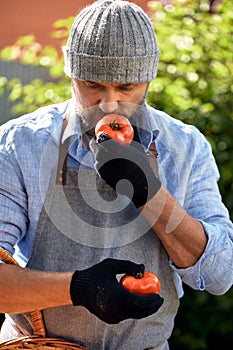 Middle-aged European man with a beard in sunny weather, harvesting vegetables and fruits in a basket in his garden