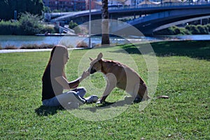 Middle-aged Hispanic woman sitting on the lawn giving food to her large size white-chested tan mongrel dog. Concept training, pets