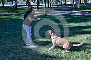 Middle-aged Hispanic woman training her large tan mongrel dog with white chest. Concept training, pets, crossbred dogs