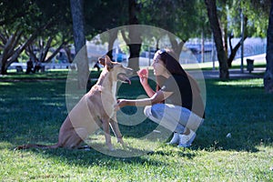 Middle-aged Hispanic woman training her large tan mongrel dog with white chest. Concept training, pets, crossbred dogs