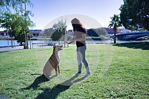 Middle-aged Hispanic woman training her large tan mongrel dog with white chest. Concept training, pets, crossbred dogs