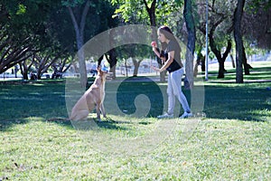 Middle-aged Hispanic woman training her large tan mongrel dog with white chest. Concept training, pets, crossbred dogs