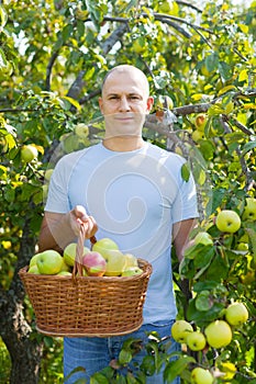 Middle-aged man with apple harvest