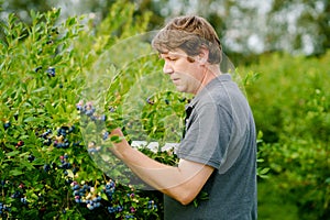 Middle-aged man picking fresh berries on blueberry field. Man pick blue berry on organic orchard farm. People farming